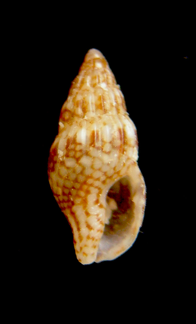 anachis avaroides